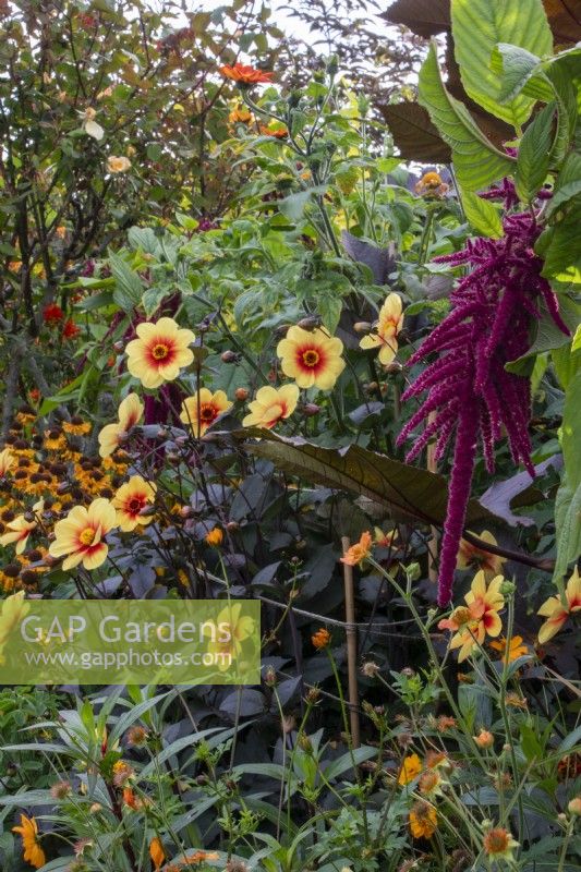 Dahlia 'Moonfire' and amaranthus in the Warm Border at Bourton House Garden, Gloucestershire
