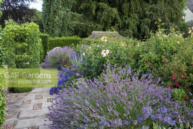 Lavender and roses with yew hedge and trained ivy along the raised walk at Bourton House Garden, Gloucestershire.