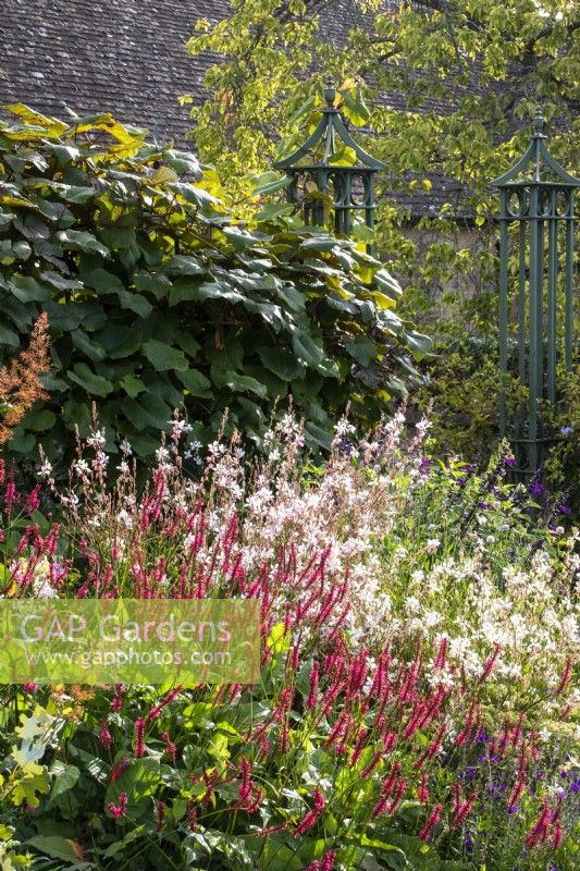 The herbaceous border at Bourton House Garden, Gloucestershire with Persicaria amplexicaulis and Gaura lindheimeri backed by Vitis coignetiae on a screen.
