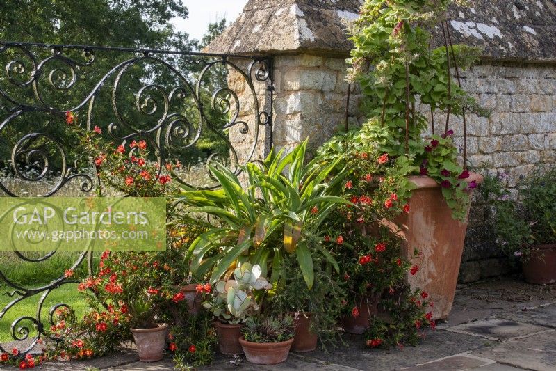 A summer display of plants in terracotta pots against a stone wall and wrought iron screen at Bourton House Garden, Gloucestershire.