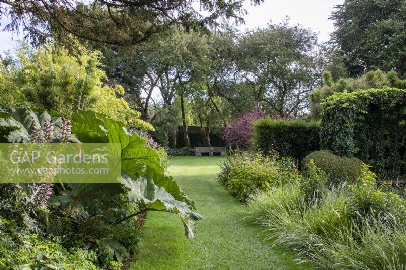 Borders planted with evergreens and grasses set against mown lawn at Bourton House Garden, Gloucestershire.