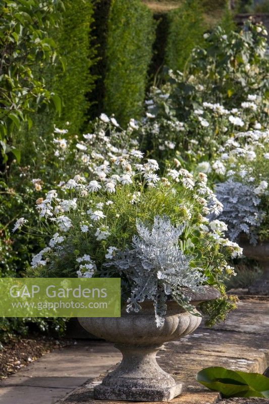 Stone container planted for a white summer display at Bourton House Garden, Gloucestershire.