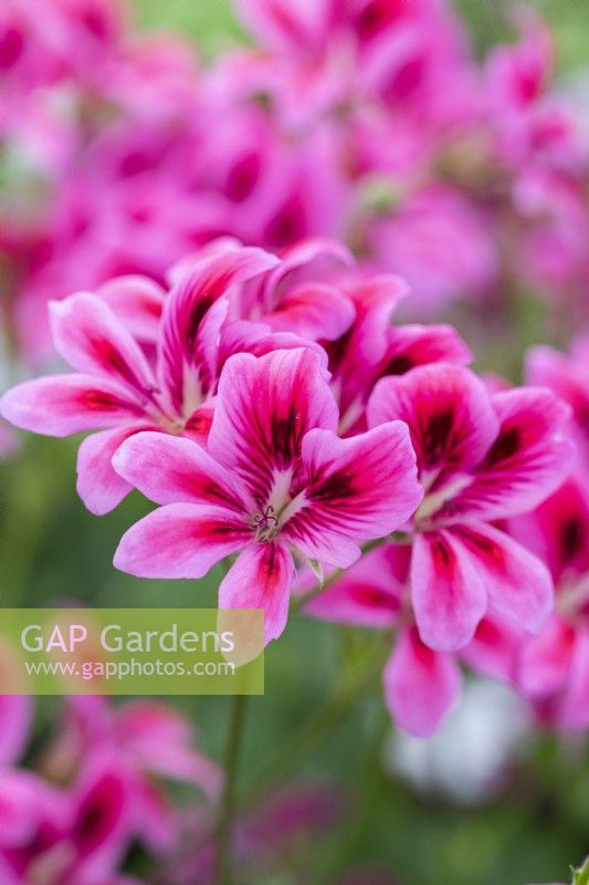 Pelargonium 'Pink Carefree', a compact modern unique pelargonium with coral scarlet flowers, feathered in black.