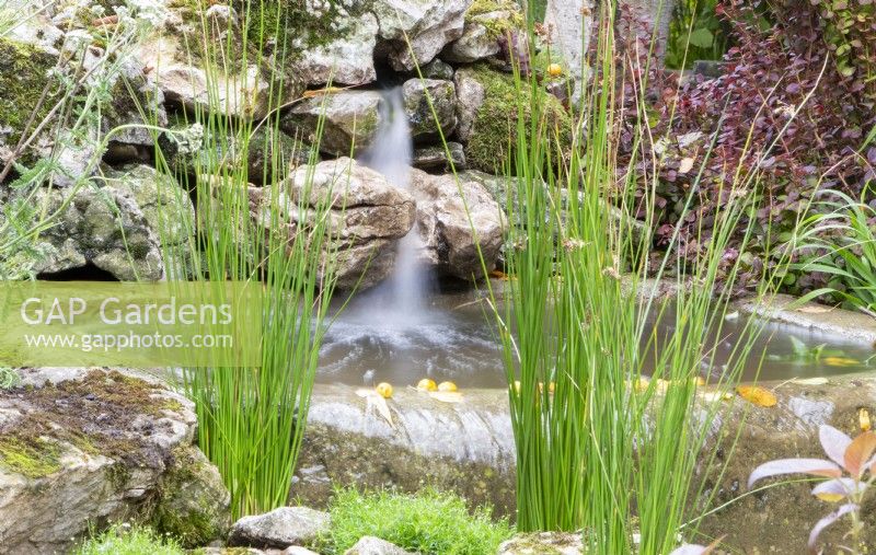 Juncus effusus and Fontinalis antipyretica growing beside a small pond water feature with waterfall over rocks