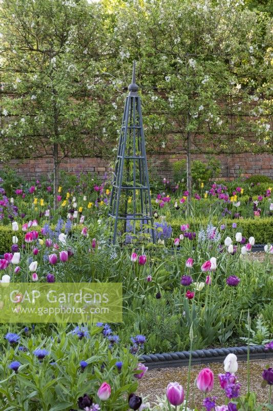 A bed is filled with tulips, camassias, centaurea, honesty and clematis scrambling up a central metal obelisk. Behind, a screen of pleached Malus 'Evereste'.