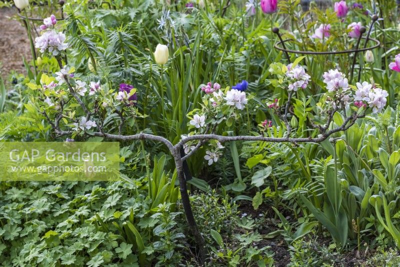 A step-over apple rests amidst tulips, honesty and leafy emerging perennials.