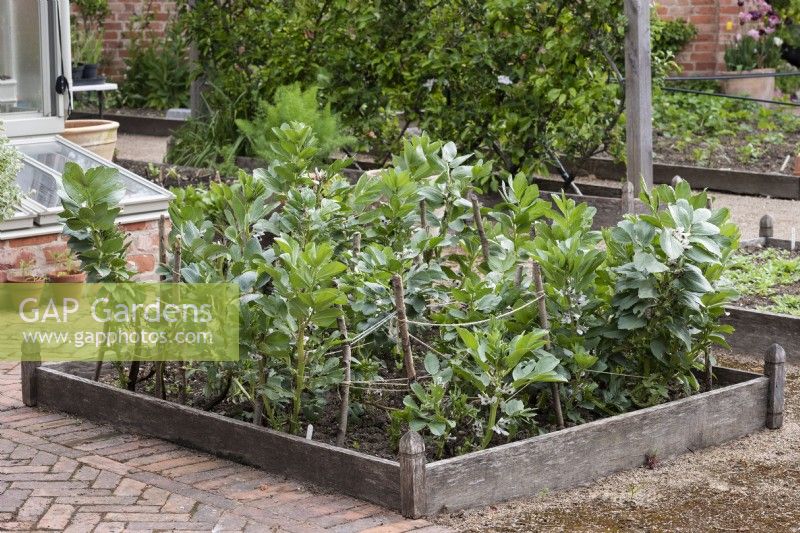 A raised bed of broad beans supported with branches and string.