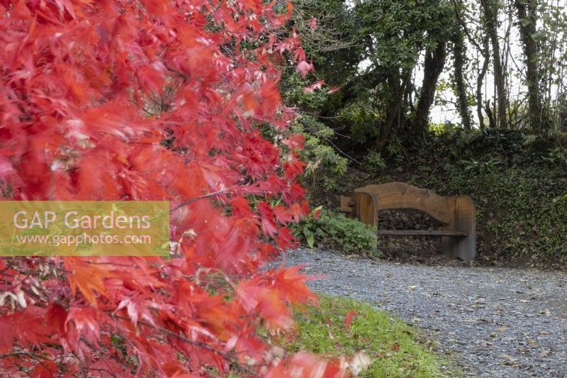 An Acer palmatum with bright red autumn leaves is on the left while a wooden bench is in the background with a wide gravel path leading to it. A bank with trees is behind the bench. The Garden House, Yelverton. Autumn, November