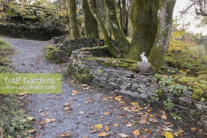 A curving gravel path leads up past a curving stone wall with a large Liriodendron tulipfera fastigiatum, tulip tree, beside the wall with autumn foliage. A white rabbit, part of a children's trail is on the wall. The Garden House, Yelverton. Autumn, November