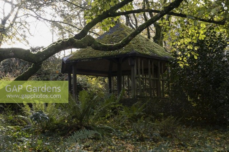 A wooden summerhouse, covered in moss, set within a wooded garden with ferns in the foreground. The Garden House, Yelverton. Autumn, November
