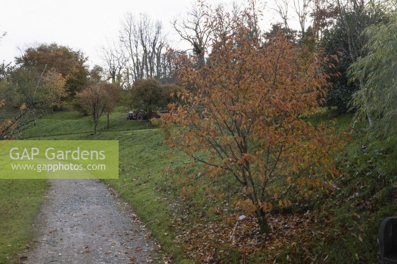 Stewartia Sinensis, Chinese Stewarta, with autumn foliage, tree beside a curving gravel path with a sloping arboretum in the background. The Garden House, Yelverton. Autumn, November