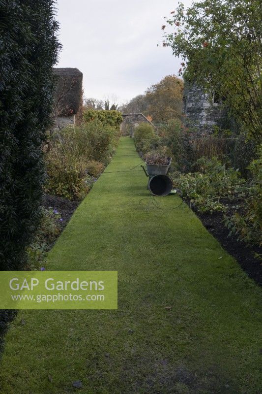 A straight, lawned path leads up through the Walled Garden, between formal borders, from some trained yews at the start of the path. A wheelbarrow and plastic trug lie on the path beside a border. The Garden House, Yelverton. Autumn, November