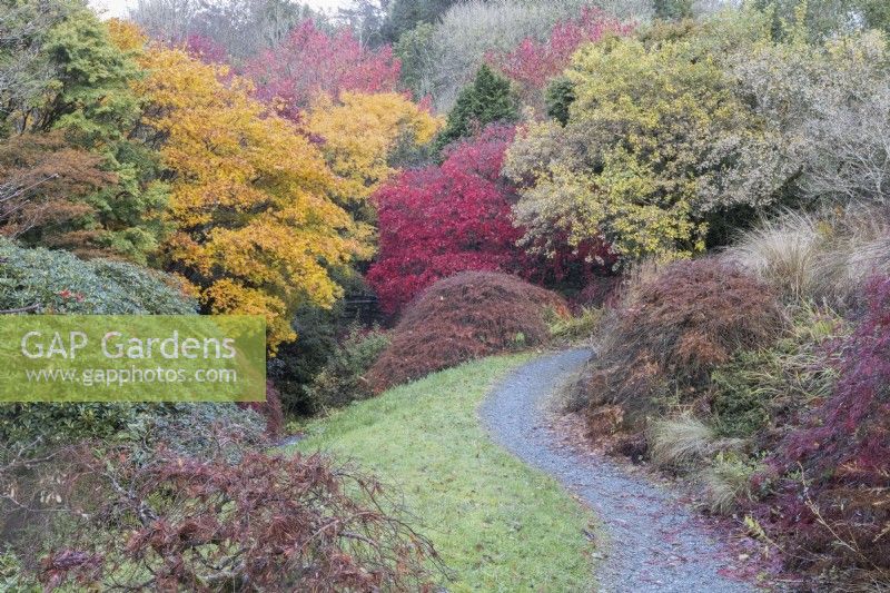 A gravelled, curved path leads down into a brightly coloured acer glade with bright autumn foliage colour. The Garden House, Yelverton. Autumn, November