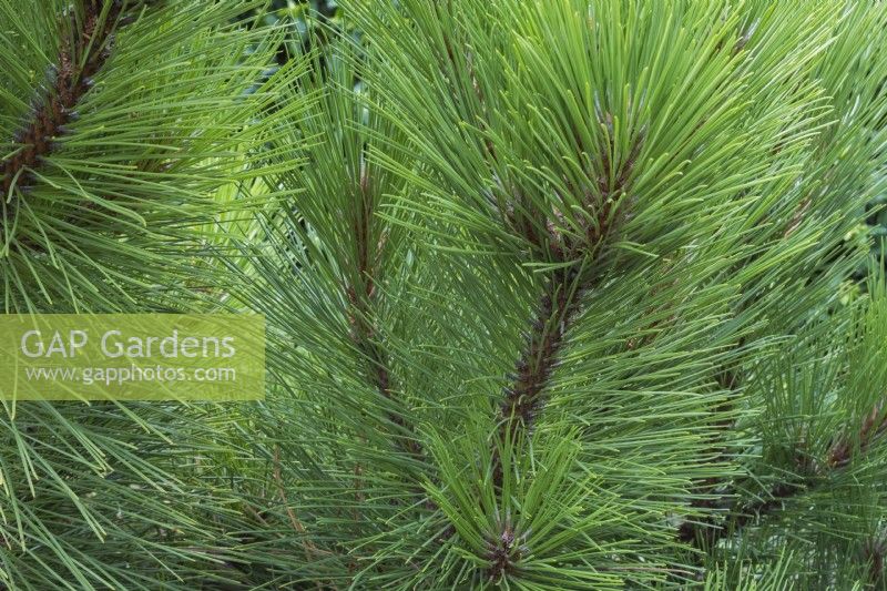 Pinus resinosa 'Morel' - Red Pine tree in summer.