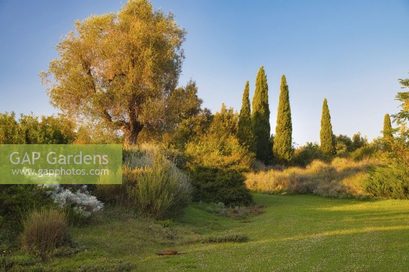 Mediterranean garden view. Mass planting of drought tolerant plants, bushes and trees with old tree of Olea europaea or European Olive and lawn with Ground cover of Lippia nodiflora var. canescens and Verbena spp. 
Italy, Tuscan Maremma, Orbetello
Autumn season, October
