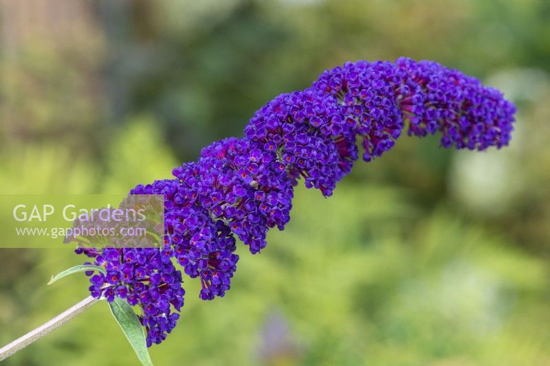 Buddleja davidii 'Black Knight', butterfly bush, a deciduous shrub bearing spikes of tiny fragrant, dark purple flowers from June.
