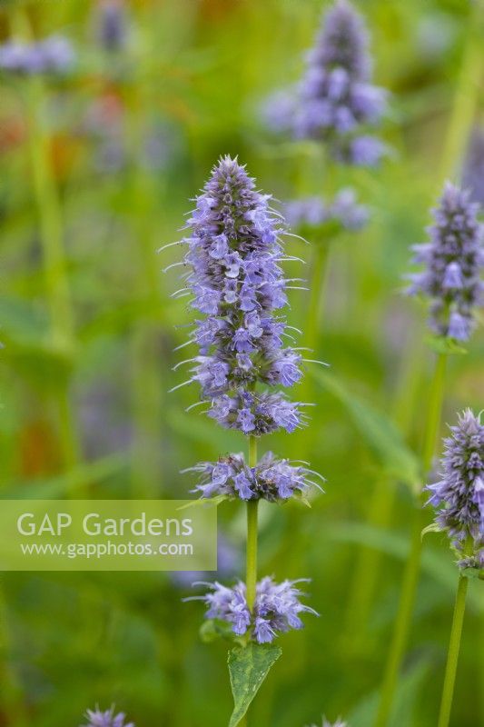 Agastache 'Blue Fortune', a deciduous bushy perennial bearing spikes of violet blue flowers from June into autumn.