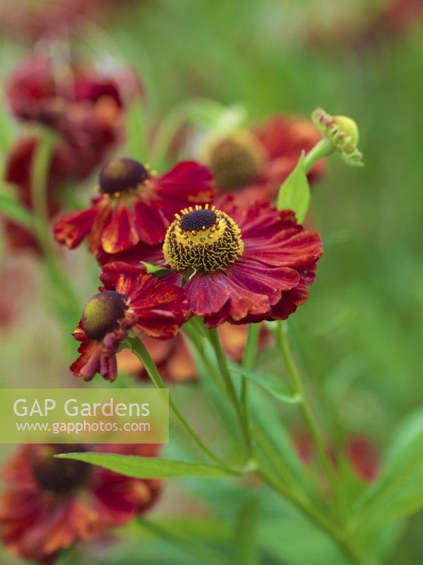Helenium 'Moerheim Beauty', sneezeweed, a hardy perennial with copper-red flowers. Attractive to bees and butterflies, it flowers from June to August.
