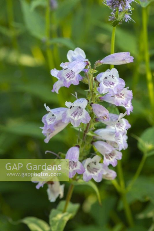 Penstemon 'Sour Grapes', a perennial bearing stems of tubular, two-lipped, mauve and white flowers from June.
