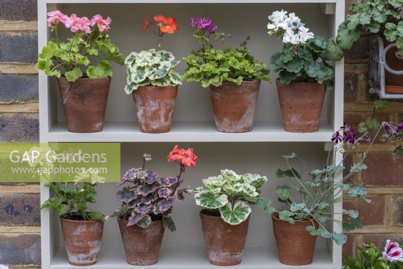 Two shelves of a plant theatre are used to display dwarf pelargoniums.