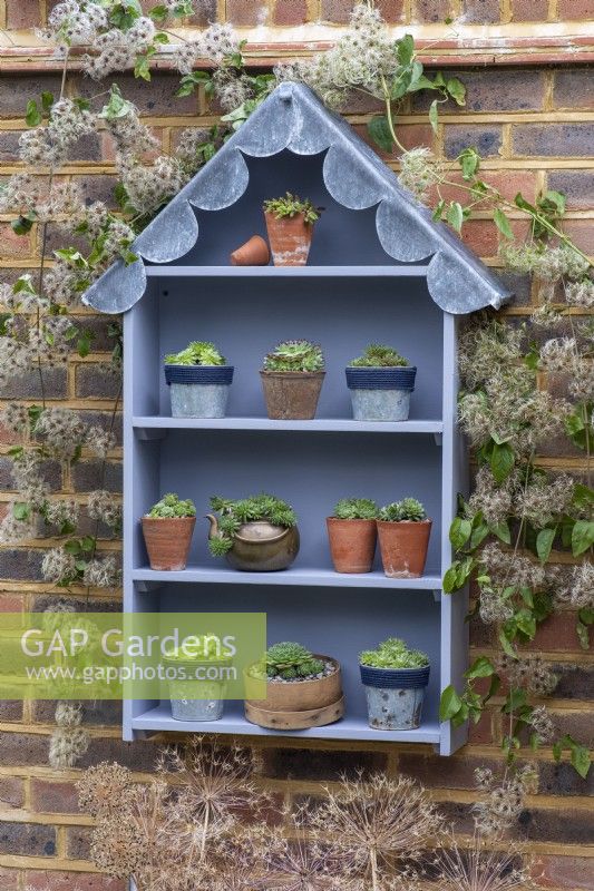 A handbuilt, seaside themed plant theatre with a scalloped lead roof is used to display different cultivars of Sempervivum succulents, planted in metal or terracotta pots and vintage containers.