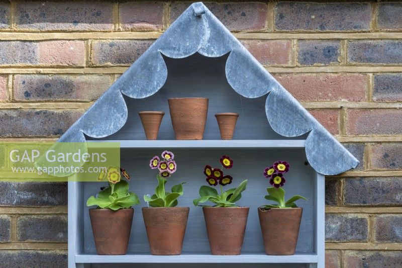 Beneath a scalloped lead roof, in the top of an Auricula theatre sit four Primula auricula. Left to right: 'Bewitched', 'T. A. Hadfield', 'Emmett Smith' and 'Sandhills'.