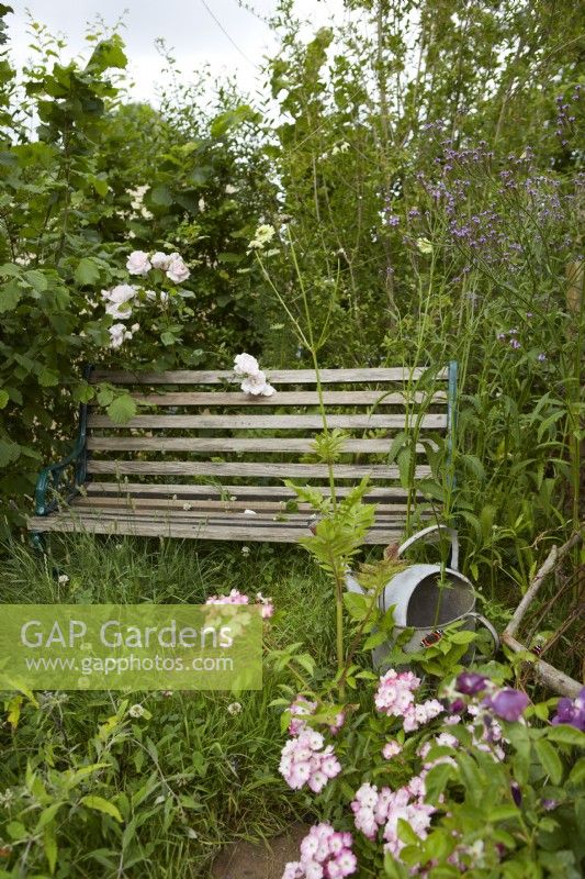 Wooden slatted bench and metal watering can nestled within dense naturalitic planting including Rosa 'Ballerina' and verbena in summer.