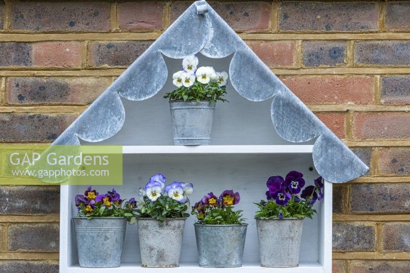 Scalloped lead roof and top shelves of a display unit showing  winter-flowering violas, Viola x wittrockiana.