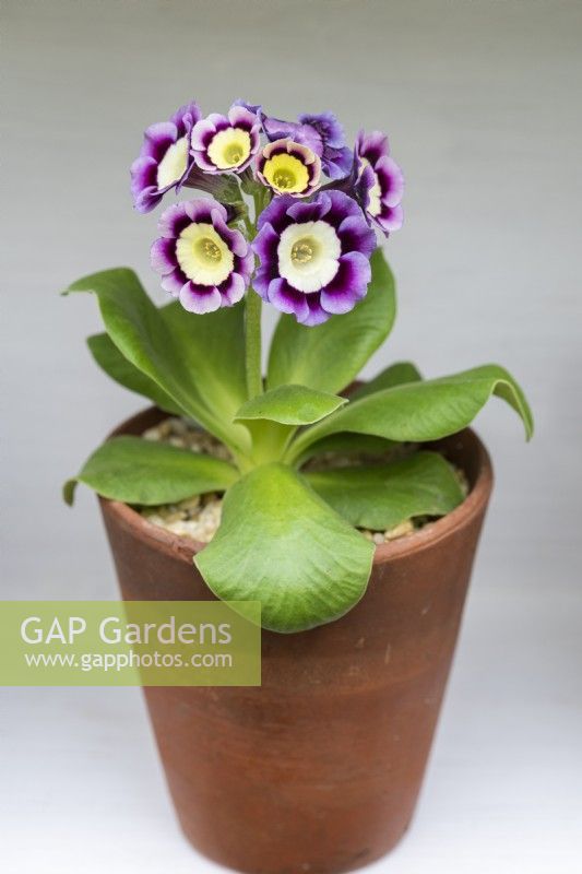Primula auricula 'Sasha Files',  a pale creamy yellow centred alpine auricula enclosed by wavy petals that fade outwards dark pink to mauve.
