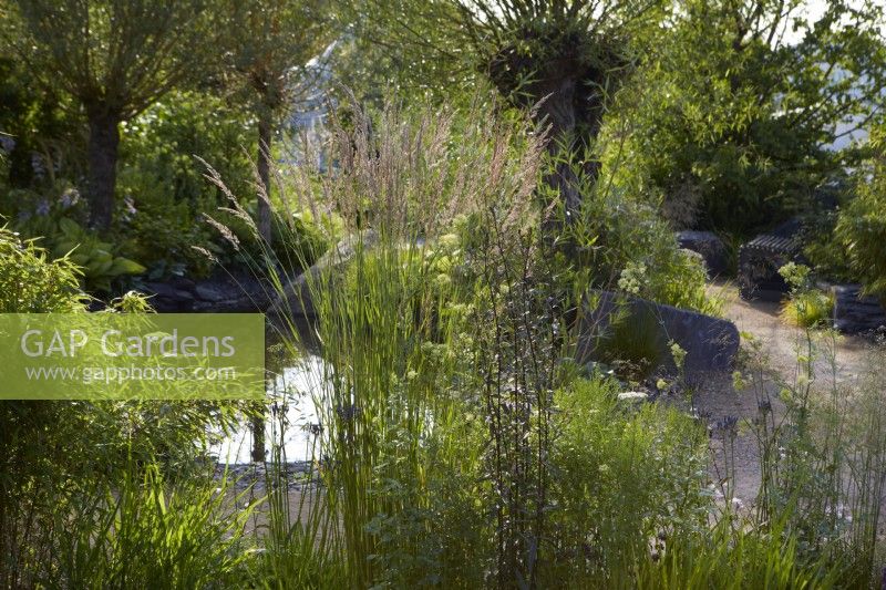 Cancer Research UK Legacy Garden. Designer: Paul Hervey Brookes. RHS Hampton Court Palace Garden Festival 2023. Calamagrostis 'Karl Foerster' catching sunlight by natural pathway and pond area. Summer.