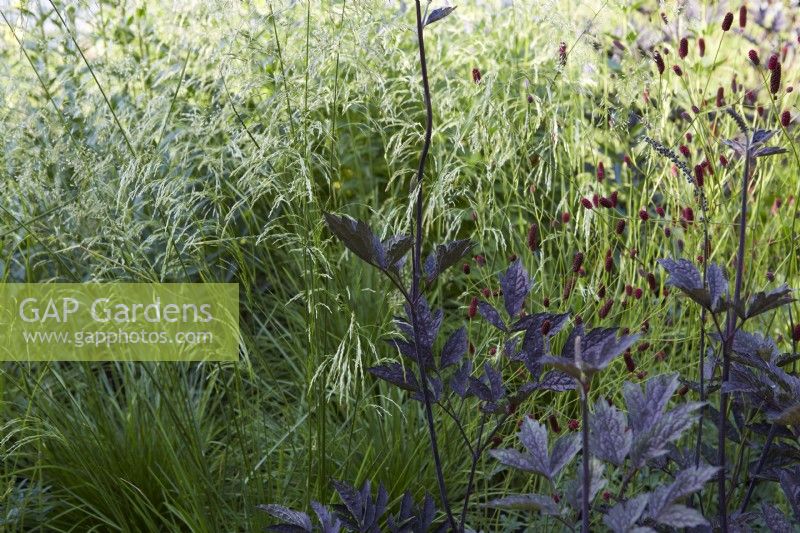 Actaea simplex Atropurpurea with ornamental grasses. Summer.