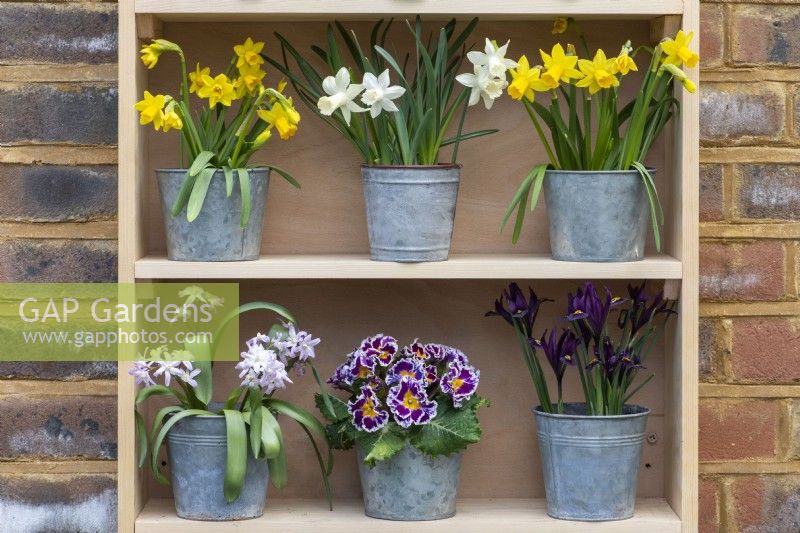 On the top shelf, pots of Narcissus 'Tete-a-Tete' stand to each side of Narcissus 'Snow Baby'. Below (left to right) is Chionodoxa 'Pink Giant', Primula polyanthus and Iris reticulata 'J S Dijt'.
