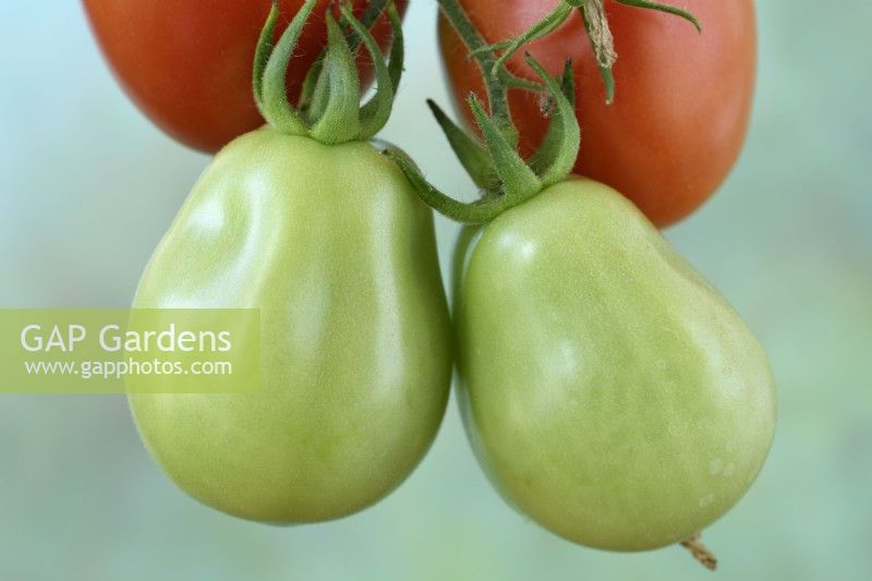 Solanum lycopersicum  'Roma VF'  Plum tomatoes  Green unripe fruit  Syn. Lycopersicon esculentum  August