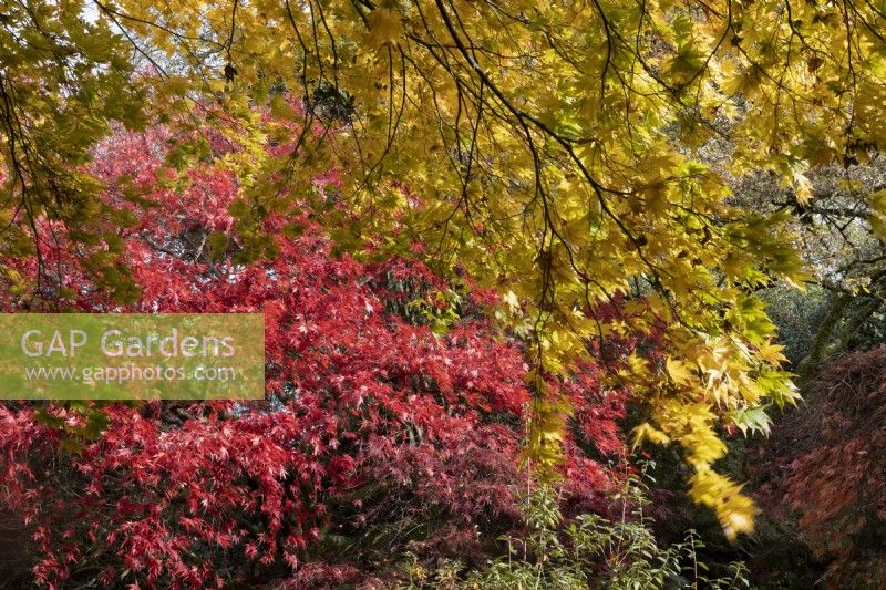 Contrasting yellow and red Acer autumn foliage in an acer glade.  Autumn, November