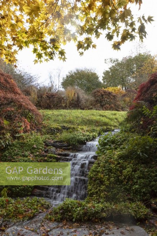 A waterfall falls into an acer glade, which is full of autumn colours. Stepping stones cross the stream. The Garden House, Yelverton. Autumn, November