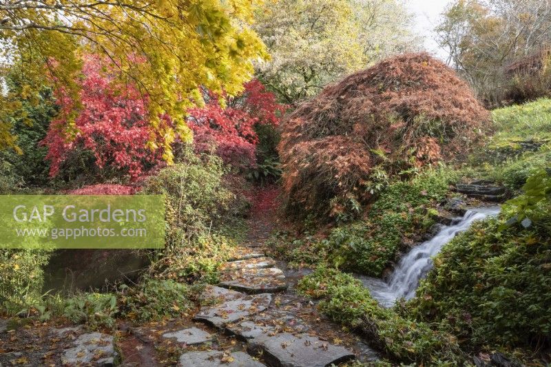 A waterfall falls into an acer glade, which is full of autumn colours. Stepping stones cross the stream and the path and stones are covered in brightly coloured, fallen acer leaves. The Garden House, Yelverton. Autumn, November