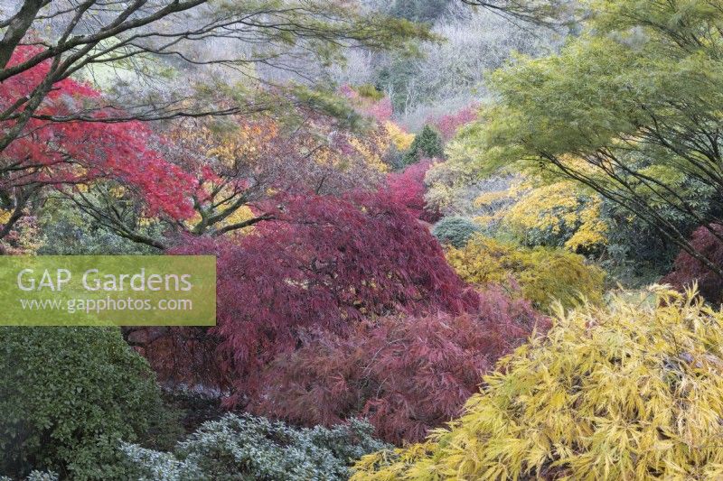 A view across an acer glade with a variety of autumn foliage and colours. The Garden House, Yelverton. Autumn, November