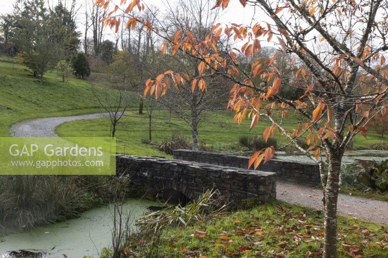 A Prunus Ukon tree, with autumn foliage, beside a stone bridge and curving gravel path with an arboretum in the background. The Garden House, Yelverton. Autumn, November