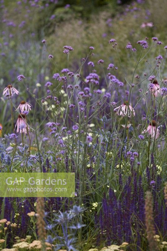Designer: Carol Klein. Colour themed border of Salvia 'Caradonna', Eryngium, Verbena 'Bonariensis' and Echinacea pallida. Summer.