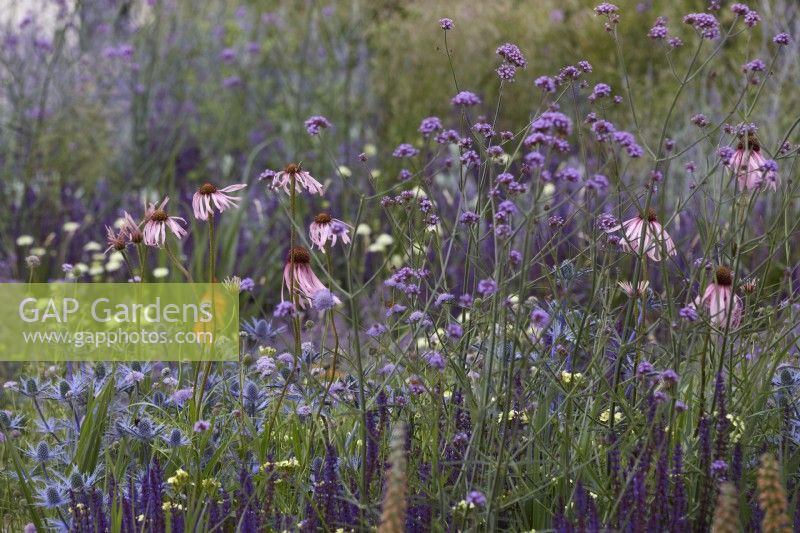 Designer: Carol Klein. Colour themed border of Salvia 'Caradonna', Eryngium, Verbena 'Bonariensis' and Echinacea pallida.  Summer.