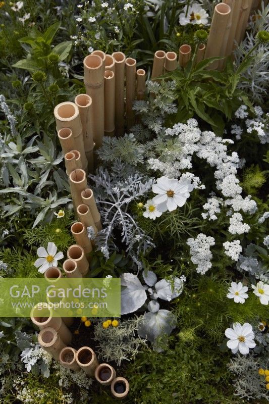 The Lunar Garden Designer: Queenie Chan. Low Bamboo fence with Cosmos bipinnatus 'Purity' and Achillea millefolium 'White Beauty'. Summer.