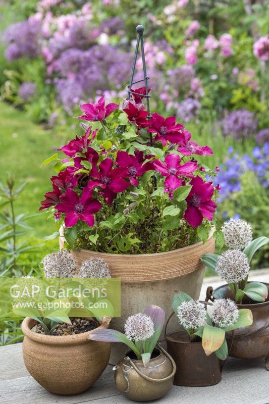 In early summer, a large terracotta pot planted with red Clematis 'Nubia'. Below, pots of violas and white Allium karataviense.