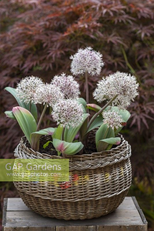 An old wicker basket of white Allium karataviense, a low growing ornamental onion with broad, glaucous leaves, and white flowers, 8cm across, made up of 50+ tiny star-shaped flowerlets.