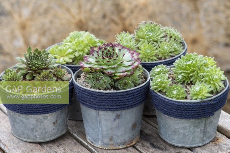 A group of Sempervivum, houseleeks. Left to right front: S. 'Heigham Red', S. 'Sir William Lawrence' and S. arachnoideum ssp. tomentosum 'Stansfieldii'.