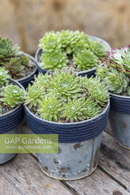 Sempervivum 'Sprite', houseleek, a succulent with some purple silver-haired rosettes, that turn pale as the summer progresses.