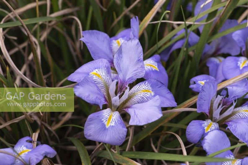 Iris unguicularis syn. Iris stylosa is a vigorous rhizomatous iris. Grass-like evergreen leaves and pale lavender flowers on short stems. Flowers from mid winter.
