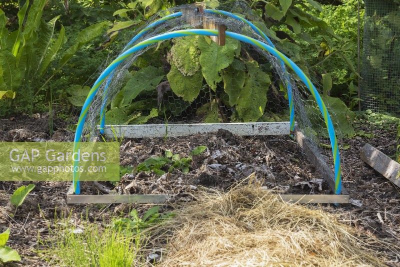 Vegetable plant growing in tunnel cloche made of chicken wire in vegetable garden in summer.