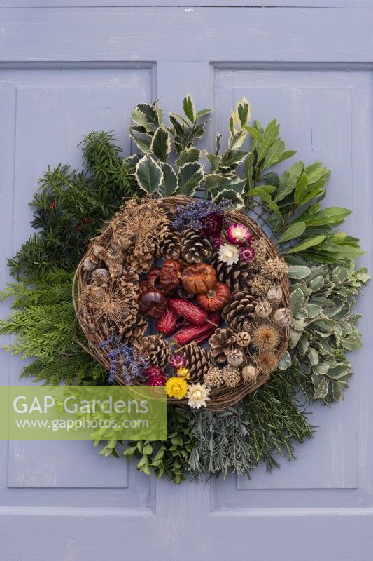 Eight possible evergreen foliages for edging wreaths. Dried decorations in the centre: the seedheads of allium, poppies and nigella. Teasels, fircones, miniature pumpkins, chilli peppers, lavender and everlasting flowers.