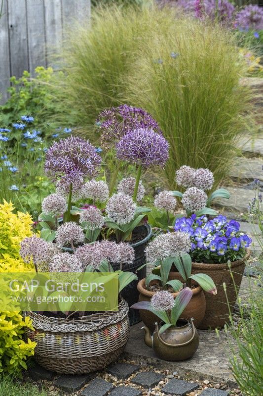 Allium karavatiense, a low growing ornamental onion with broad, grey leaves, grows well in containers along with Allium cristophii.