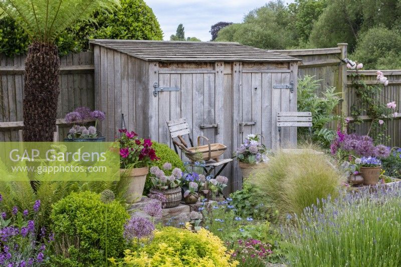 A bespoke oak store overlooks a small patio with chairs, planted with alchemilla, nigella, oregano, alliums and Stipa tenuissima in the gravel strips between paving slabs. Pots are planted with clematis, white Allium karataviensis and violas.